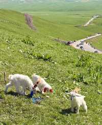 夏天來北疆旅行