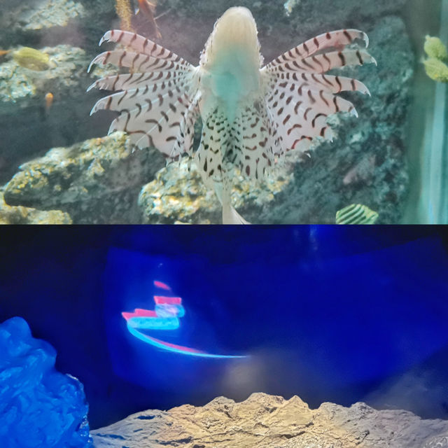打卡日本水族館1:名古屋港水族館