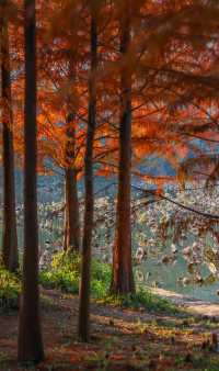 柳州紅杉林