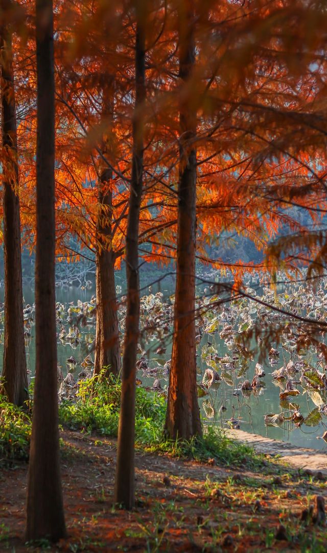 柳州紅杉林