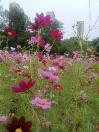 瀋陽瀋水灣公園格桑花海漫遊