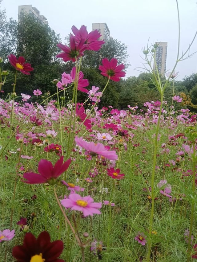 瀋陽瀋水灣公園格桑花海漫遊