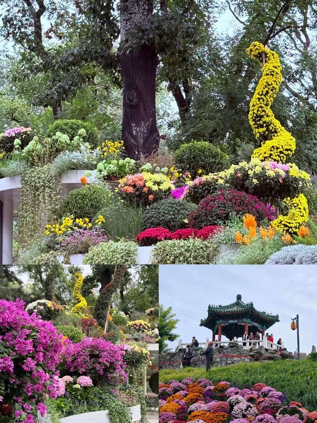 上海小眾打卡地！莫奈花園同款粉黛海少女心炸裂！