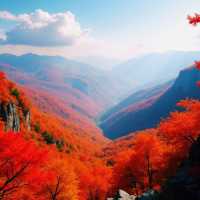 曲靖秋日秘境！雲南小眾賞楓地被嚴重低估的菌子山