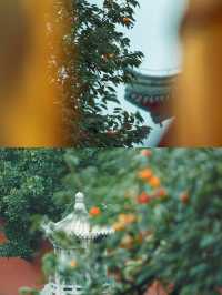 柿紅雀滿枝｜南京毗盧寺