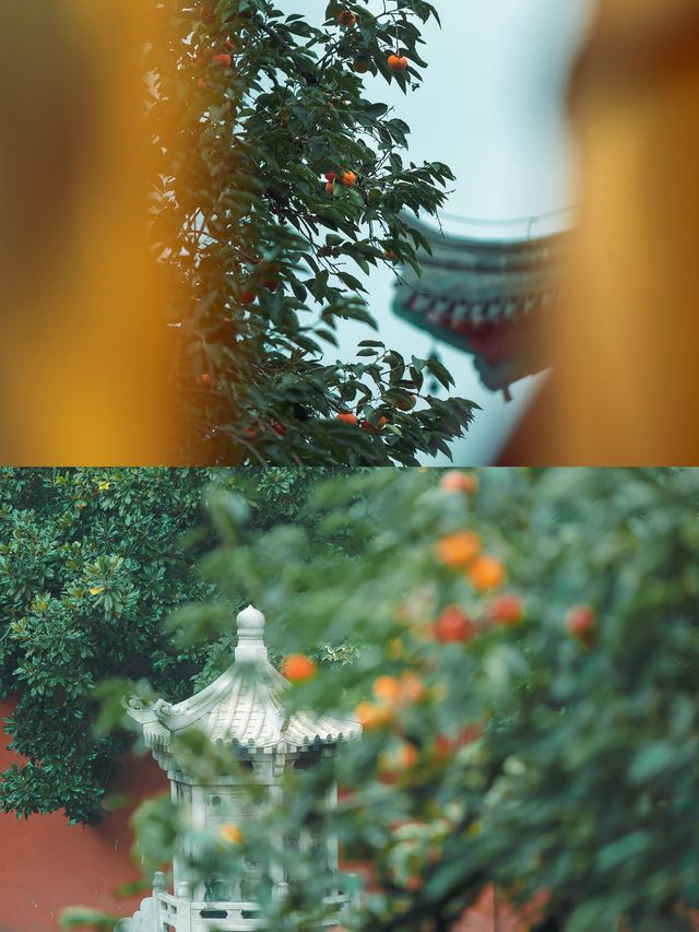 柿紅雀滿枝｜南京毗盧寺