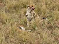 Exceptional Safari Experience with Beacon