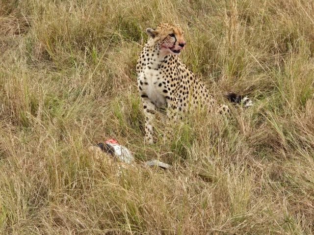 Exceptional Safari Experience with Beacon