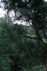 雨中闖走馬崗，在諸暨的迷霧森林裡找野趣！