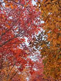 紅山翠谷賞楓全攻略