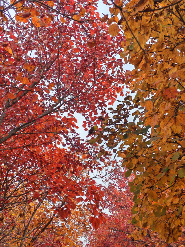 紅山翠谷賞楓全攻略