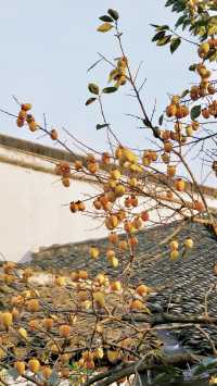 蘇州|這棵柿子樹已經紅啦