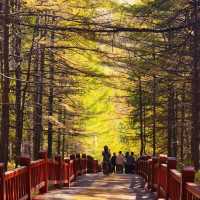 🇨🇳아얼샨, 자연의 아름다움과 불편한 현실 사이 🏔️