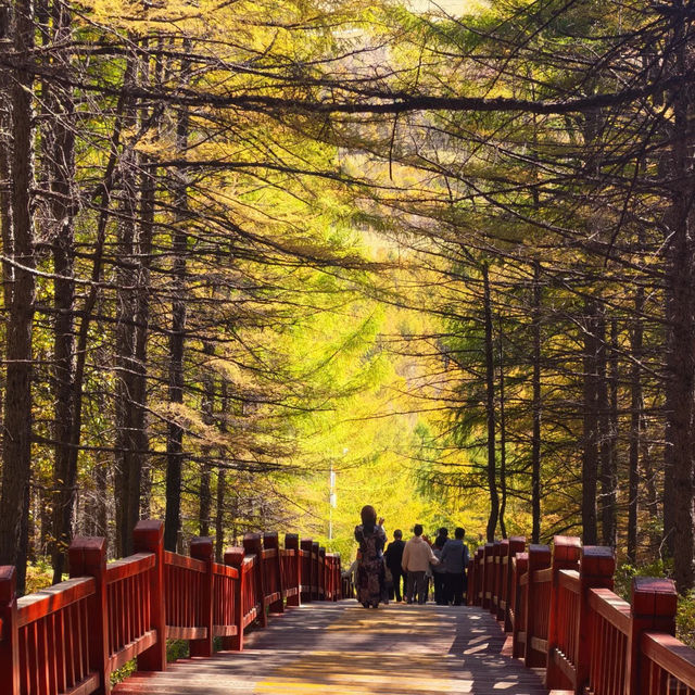 🇨🇳아얼샨, 자연의 아름다움과 불편한 현실 사이 🏔️ 🇨🇳아얼샨, 자연의 아름다움과 불편한 현실 사이 🏔️