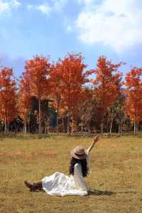 廣東人的浪漫闖入童話般的紅葉秋天!