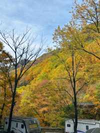 金色秋景醉老界嶺