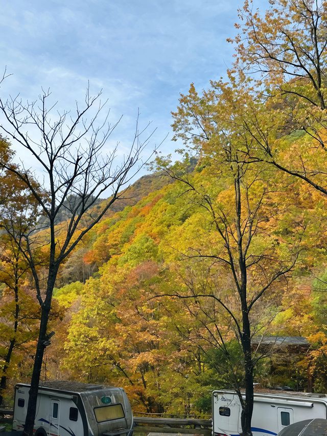 金色秋景醉老界嶺 金色秋景醉老界嶺