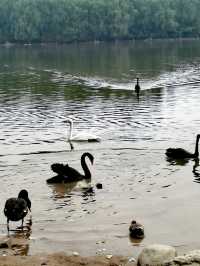 【河南省濮陽市】濮上園景區。