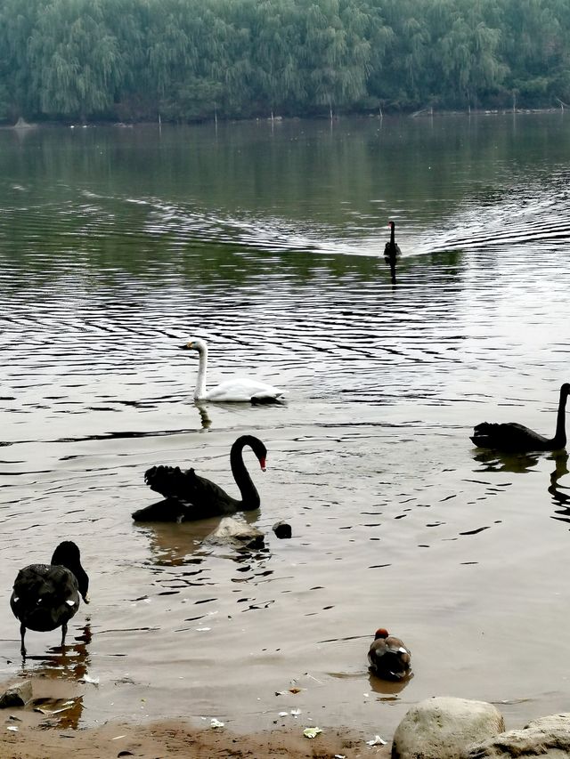 【河南省濮陽市】濮上園景區。