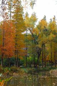 洛陽秋天所有的顏色都藏在隋唐植物園裡