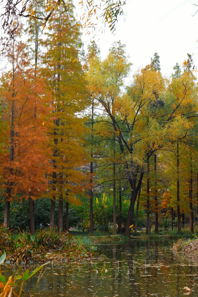 洛陽秋天所有的顏色都藏在隋唐植物園裡