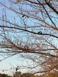 一城山水滿湖詩：邂逅金陵城下，最美玄武湖的秋天