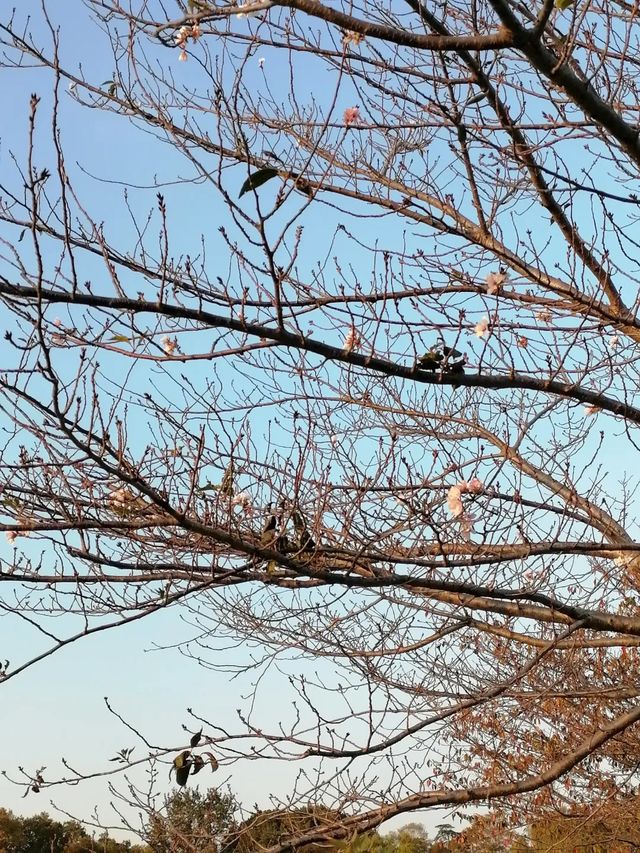 一城山水滿湖詩：邂逅金陵城下，最美玄武湖的秋天