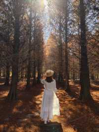 絕美!包場整個落羽松林的韓劇級浪漫