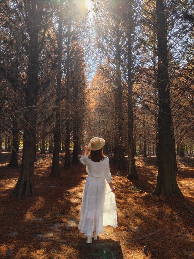 絕美!包場整個落羽松林的韓劇級浪漫 絕美!包場整個落羽松林的韓劇級浪漫