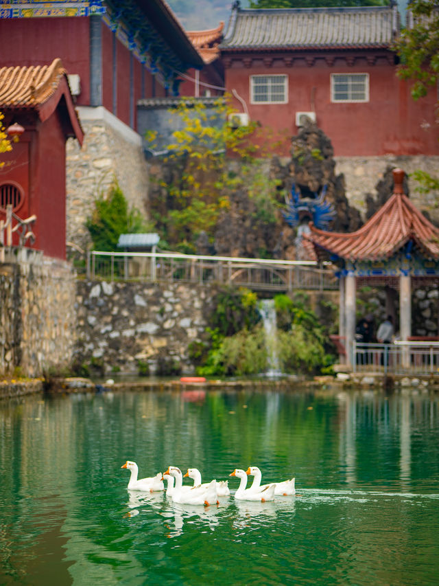 鄭州周邊秋日私藏線!賞千年銀杏,看紅葉漫山 鄭州周邊秋日私藏線!賞千年銀杏,看紅葉漫山