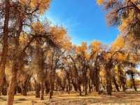 2025南疆庫車_喀什十天胡楊遊