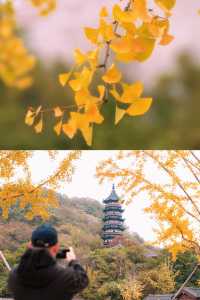 牛首山秋季限定「金」景，已閃亮登場！