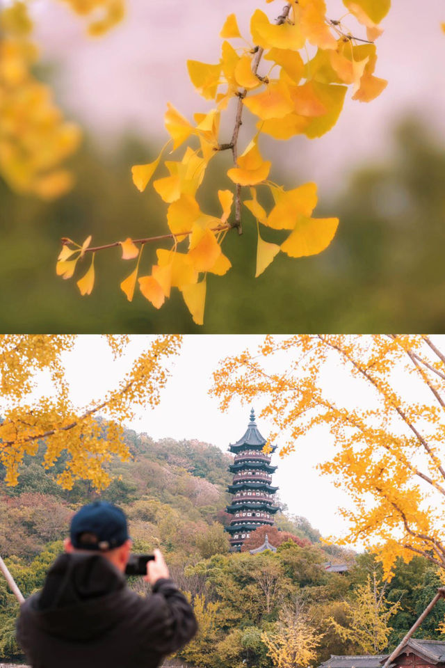 牛首山秋季限定「金」景，已閃亮登場！