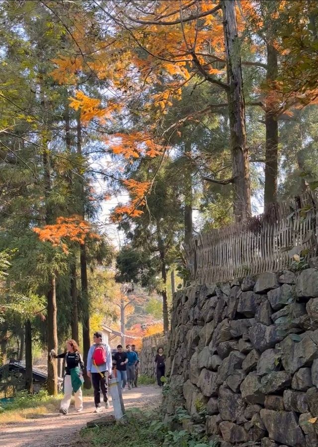 莫干山的秋！藏在古道裡的彩色秘境