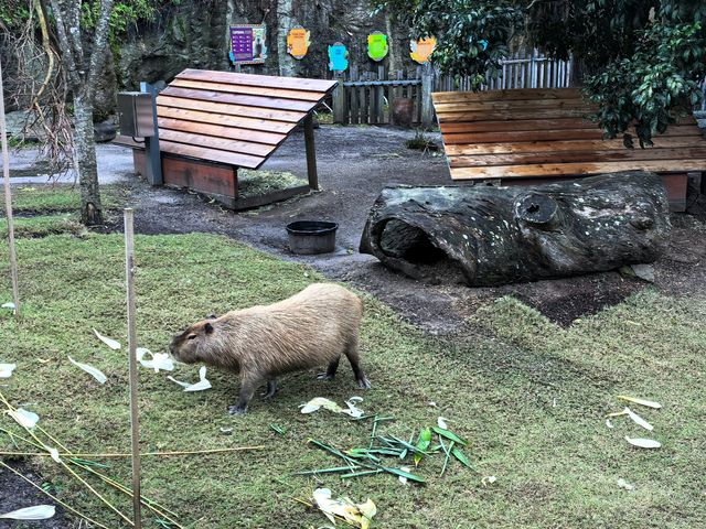 住進動物園的夜！Taronga最美棲息之旅