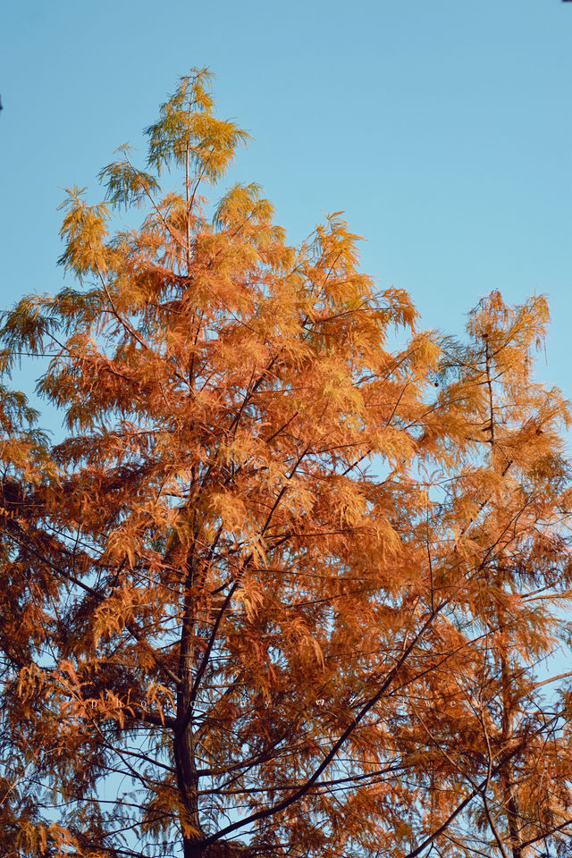 北龍湖的「水上油畫」秋冬限定美到窒息 北龍湖的「水上油畫」秋冬限定美到窒息