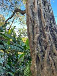 世遺翁基古寨~在景邁山千年布朗古寨,賞夕陽晚霞