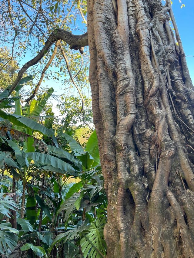 世遺翁基古寨~在景邁山千年布朗古寨,賞夕陽晚霞 世遺翁基古寨~在景邁山千年布朗古寨,賞夕陽晚霞