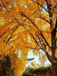 南京絕美銀杏大道曝光金色童話輕鬆get