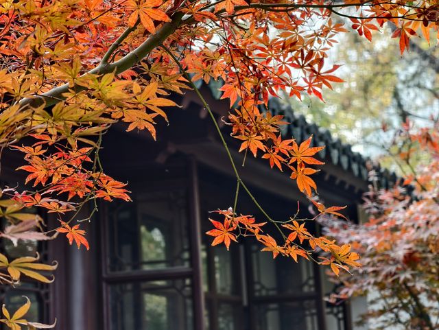 秋日必打卡！南京清涼山銀杏谷免費逛這樣玩更盡興！