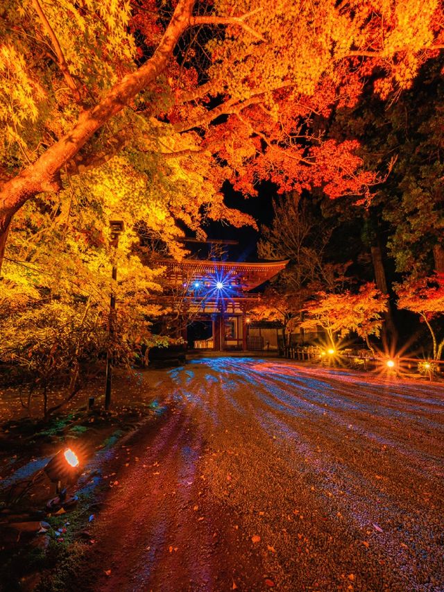 爆美！！！奈良室生寺紅葉燈光展·小眾秘境打卡指南