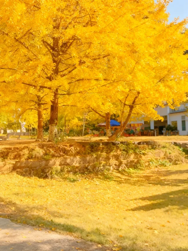 廣東秋日天花板1.5h 直達粵北金色夢境 廣東秋日天花板1.5h 直達粵北金色夢境