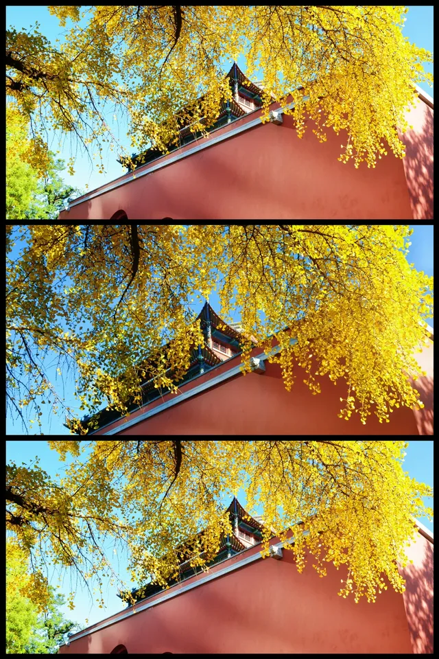 南京鼓樓公園銀杏｜紅牆光影+古今同框