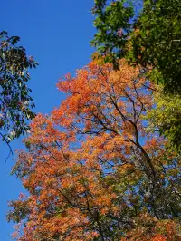 劍川桑嶺村|百年古木林美成了打翻的調色盤