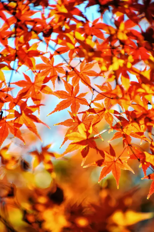 匯報 名古屋紅葉