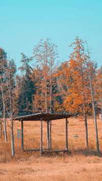 泉州秋日限定落羽杉紅了!這抹金黃必打卡