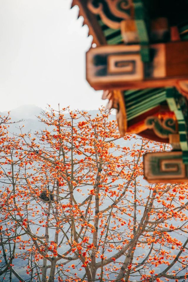 南澳古剎南山寺,木棉盛開如詩畫 南澳古剎南山寺,木棉盛開如詩畫