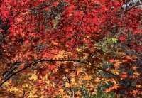 快來,浙江第三屆莫干山紅楓季開始了!