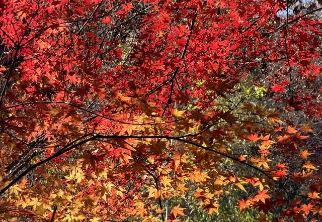 快來,浙江第三屆莫干山紅楓季開始了! 快來,浙江第三屆莫干山紅楓季開始了!