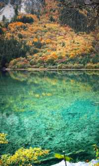 九寨溝的秋天美炸了！這鏡頭感誰頂得住啊！